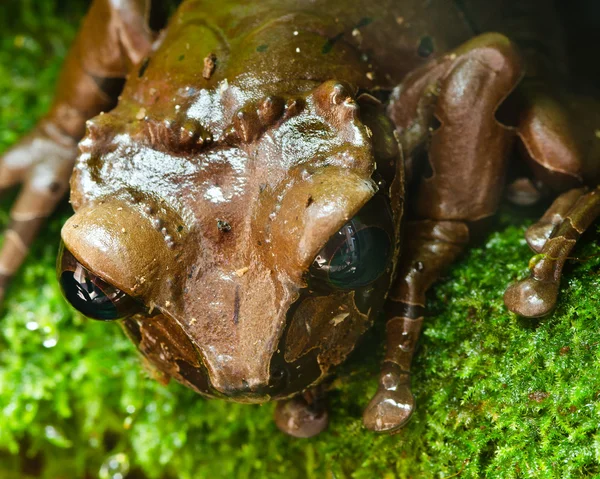 中美洲棕色热带青蛙在自然栖息地 — 图库照片