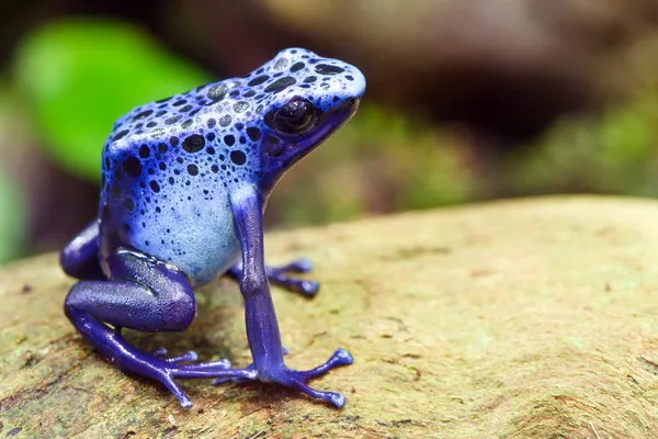 Niebieski Zatruta żaba, azureus dendrobates, w jego naturalnym środowisku z kopia miejsce — Zdjęcie stockowe