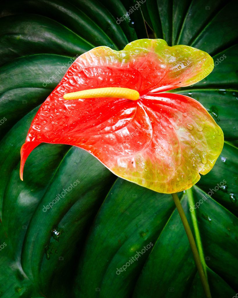 Fiori di Anthurium in habitat tropicale — Foto di RobHainer