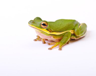 Tree frog on light background clipart