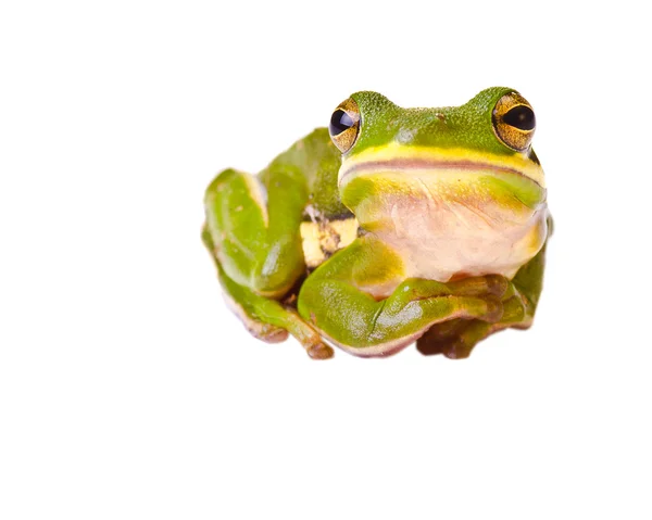 Tree frog isolated on white — Stock Photo, Image