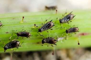 Aphids on a leaf clipart