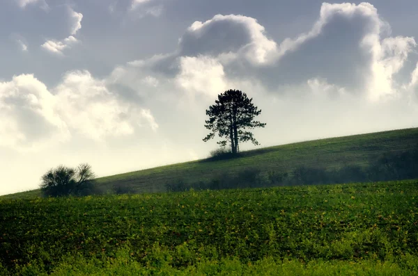Зелене поле і дерево — стокове фото