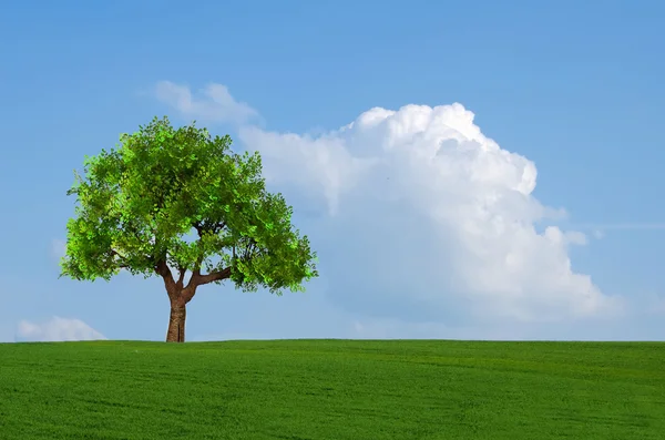 Campo, árvore e céu azul com nuvens — Fotografia de Stock