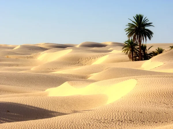 El desierto y las palmeras — Foto de Stock