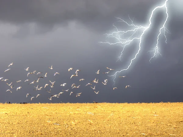 stock image Lightning in the field