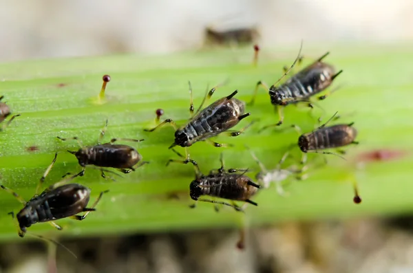 Aphids on a leaf — Stock Photo, Image
