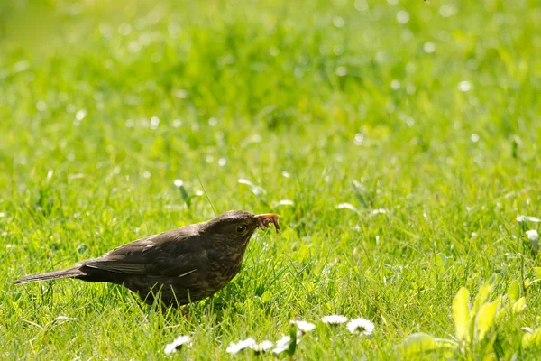The robin and the worm — Stock Photo, Image