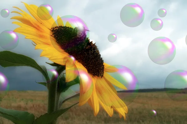 Die Sonnenblume und die Biene — Stockfoto