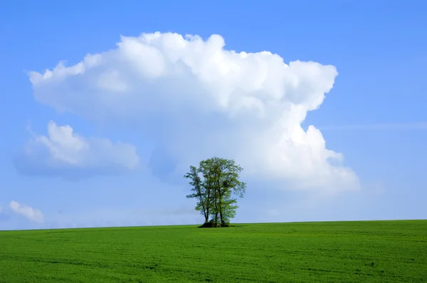 Der Baum am Himmel — Stockfoto