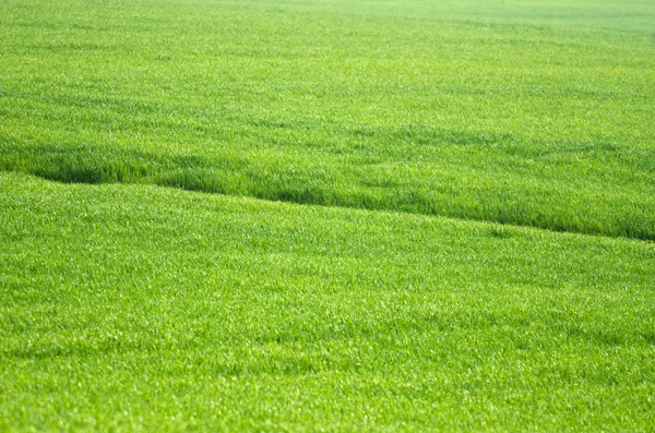Trigo verde da Primavera — Fotografia de Stock