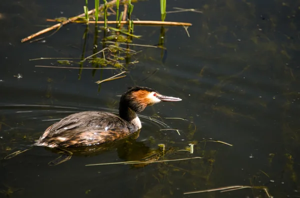 The great crested grebe — Stock Photo, Image