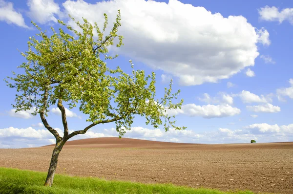 Arborele de mere și câmpurile — Fotografie, imagine de stoc