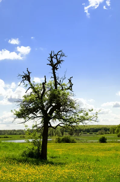 Bozkırdaki ağaç — Stok fotoğraf