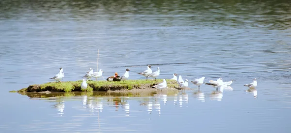Ducks and gulls — Stock Photo, Image