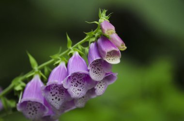 The Foxglove clipart