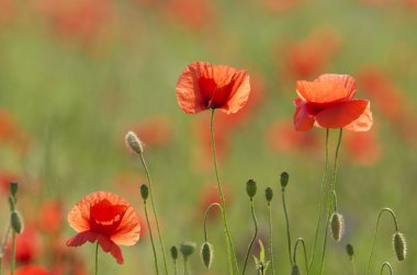 poppies alan