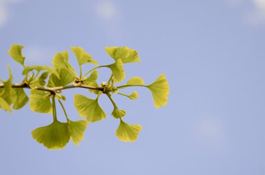 Ginkgo biloba yaprakları