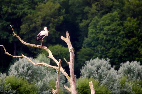 The stork on the branch — Stock Photo, Image
