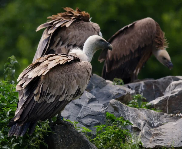 Os abutres — Fotografia de Stock