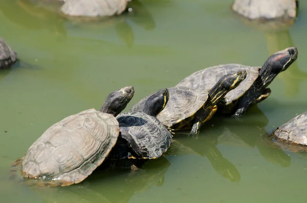 Florida sköldpaddor — Stockfoto