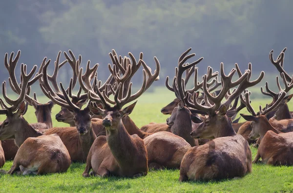 The herd of deer — Stock Photo, Image
