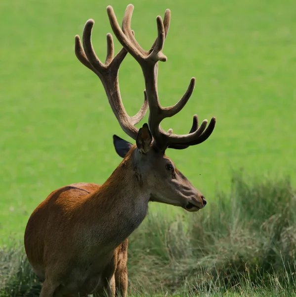 The deer — Stock Photo, Image
