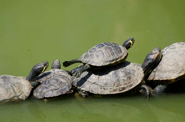 Florida teknősök — Stock Fotó