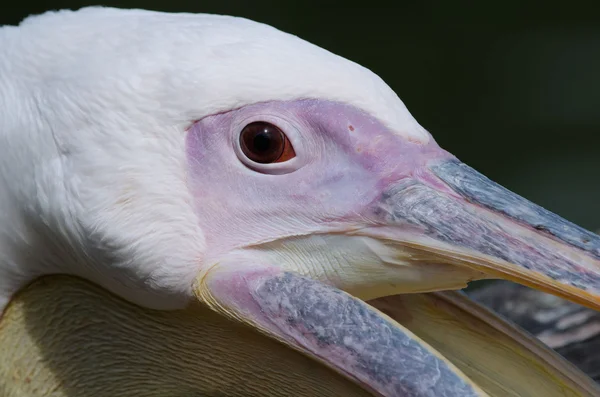 Kopf des Pelikans — Stockfoto