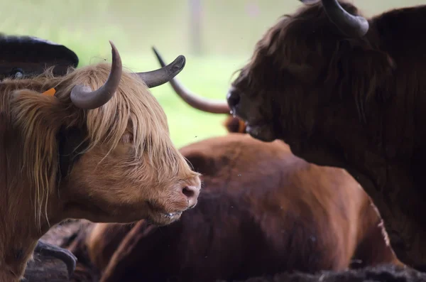 Scottish cows — Stock Photo, Image