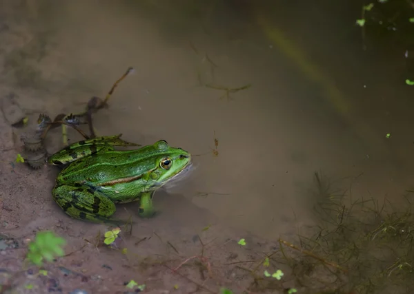 Πράσινο βάτραχο — Φωτογραφία Αρχείου