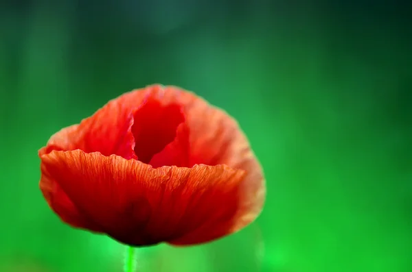 Czerwony Poppy — Zdjęcie stockowe