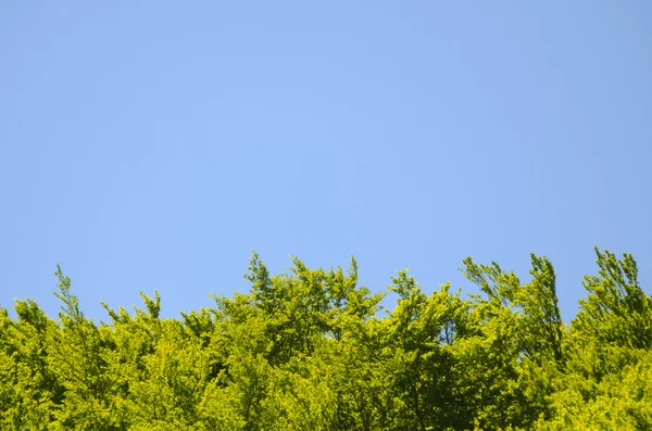 Zelené listy a modrá obloha — Stock fotografie