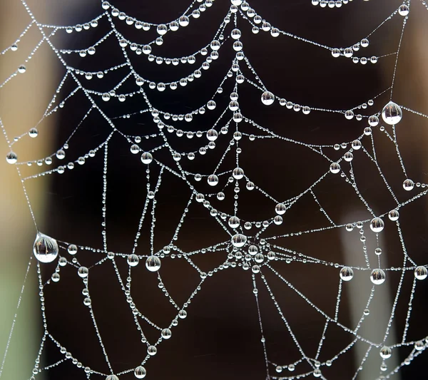 Dew and spider web — Stock Photo, Image