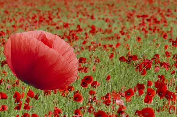 The poppies field — Stock Photo, Image