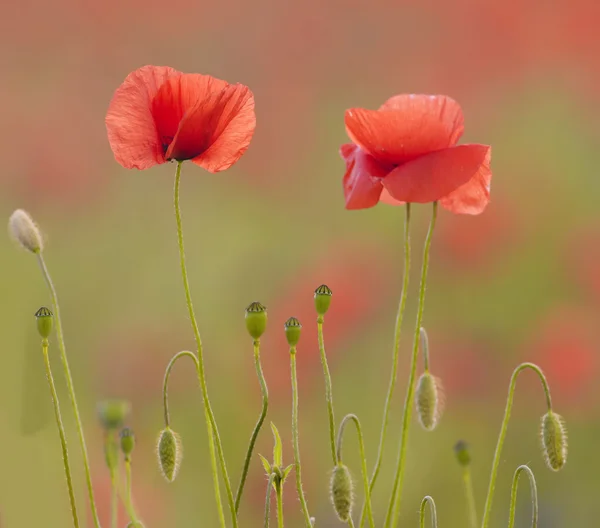 The poppies — Stock Photo, Image