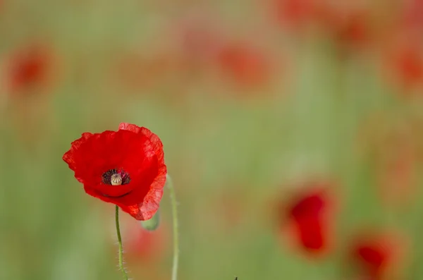 The poppies field — Stock Photo, Image