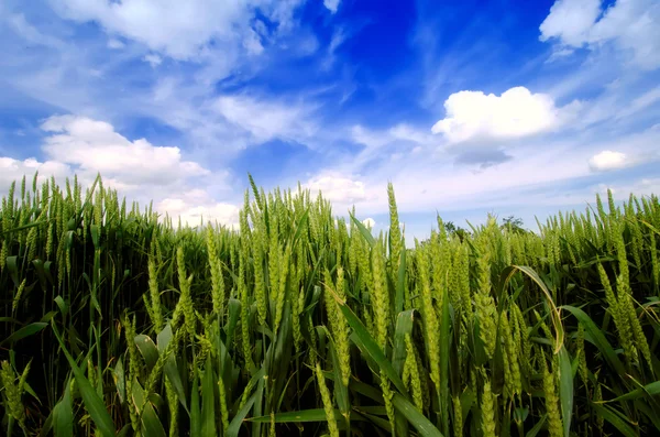 Yeşil buğday ve mavi gökyüzü — Stok fotoğraf