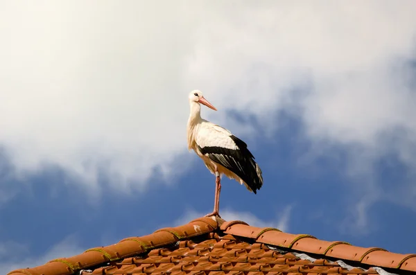The stork — Stock Photo, Image