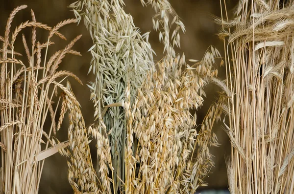 Wheat, barley and oats — Stock Photo, Image