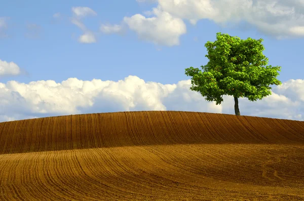 Baum auf gepflügten Feldern — Stockfoto