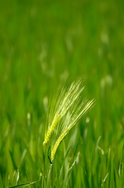 Grüner Mais — Stockfoto