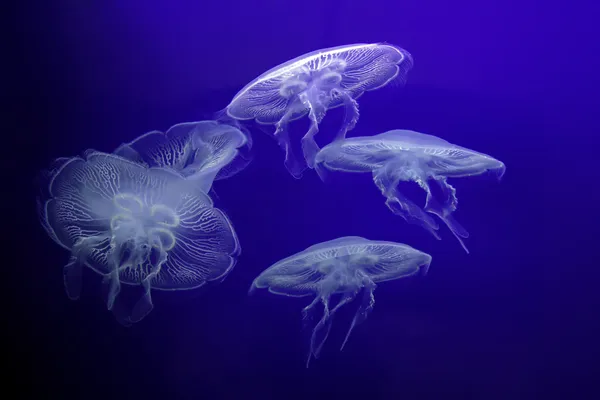 Grupo de medusas ligeras — Foto de Stock