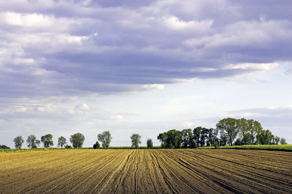 Agricultural Field — Stock Photo, Image