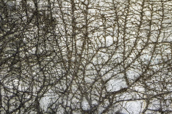 Zweig wächst an der Wand — Stockfoto