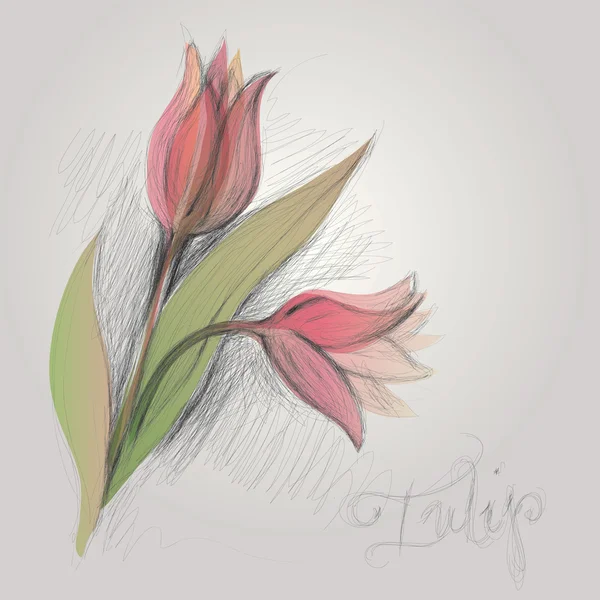 Tulipano di fiore — Vettoriale Stock