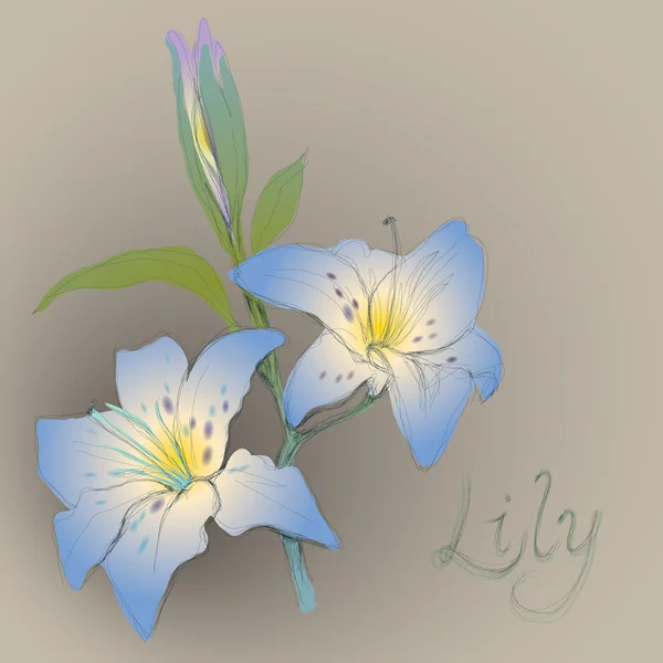 Blauwe lily — Stockvector
