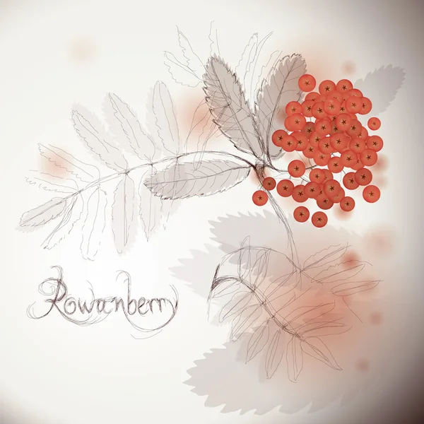 Rowan berry — Stok Vektör