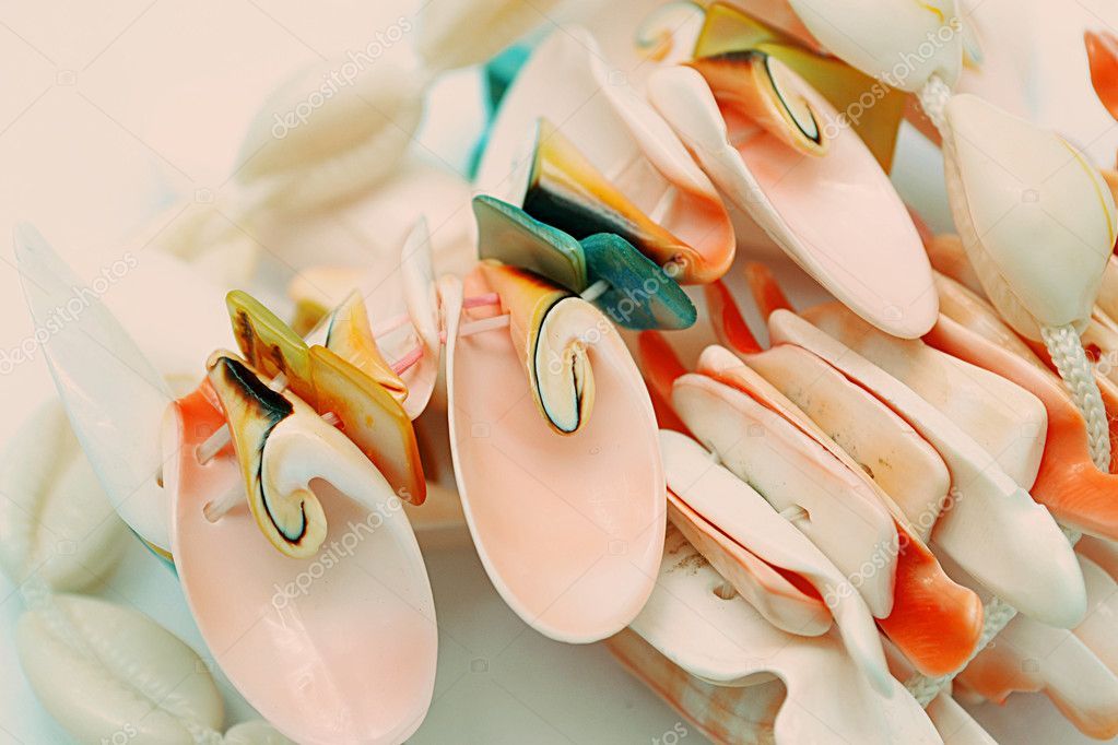 贝壳— 图库照片08ola4ka26#11752626