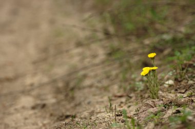 Coltsfoot